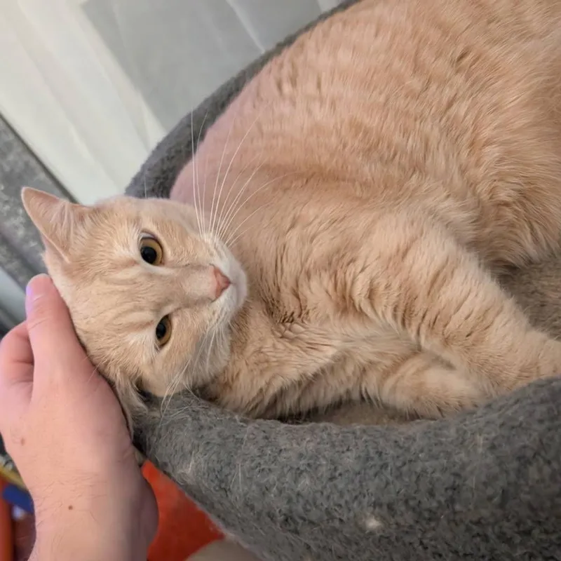 Pumpkinpretty Buff Miss thumbnail 4