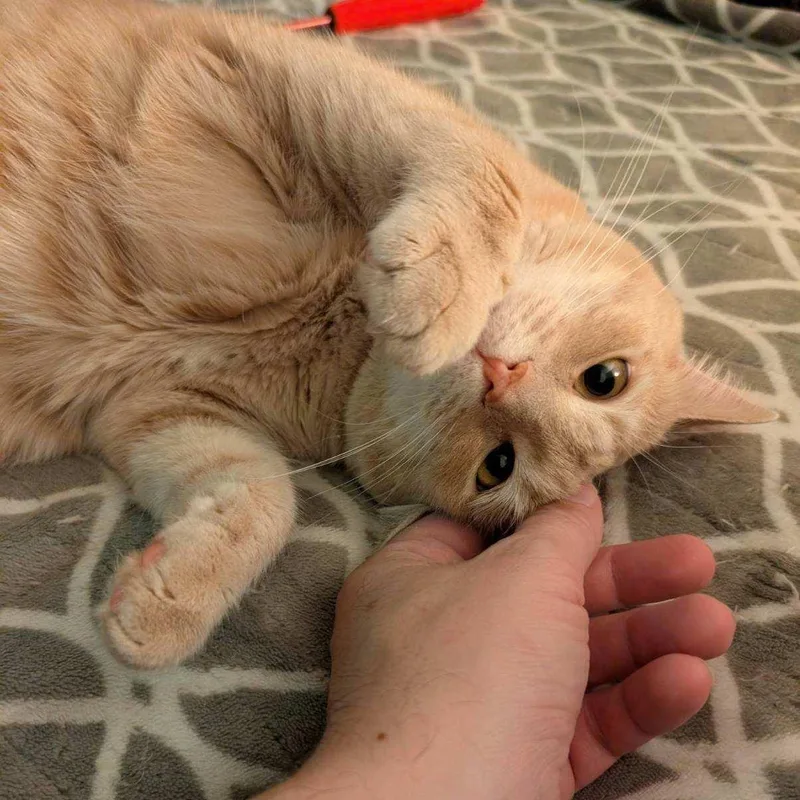 Pumpkinpretty Buff Miss thumbnail 5