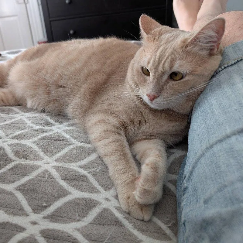 Pumpkinpretty Buff Miss thumbnail 6