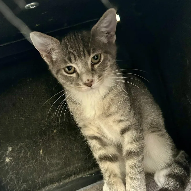 A baby medium-sized female Tabby (Gray / Blue / Silver) Domestic Short Hair cat named Buffy for adoption in Mount Rainier, MD