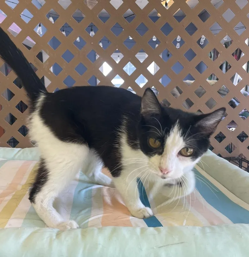 An adult medium-sized female Black & White / Tuxedo Domestic Short Hair cat named Katniss for adoption in Evansville, IN