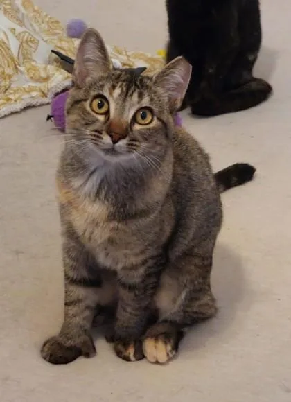 A baby small-sized female Domestic Short Hair cat named Mitten for adoption in Divide, CO