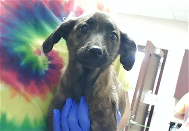A baby small-sized female Pit Bull Terrier dog named Lulu for adoption in Fayetteville, NC