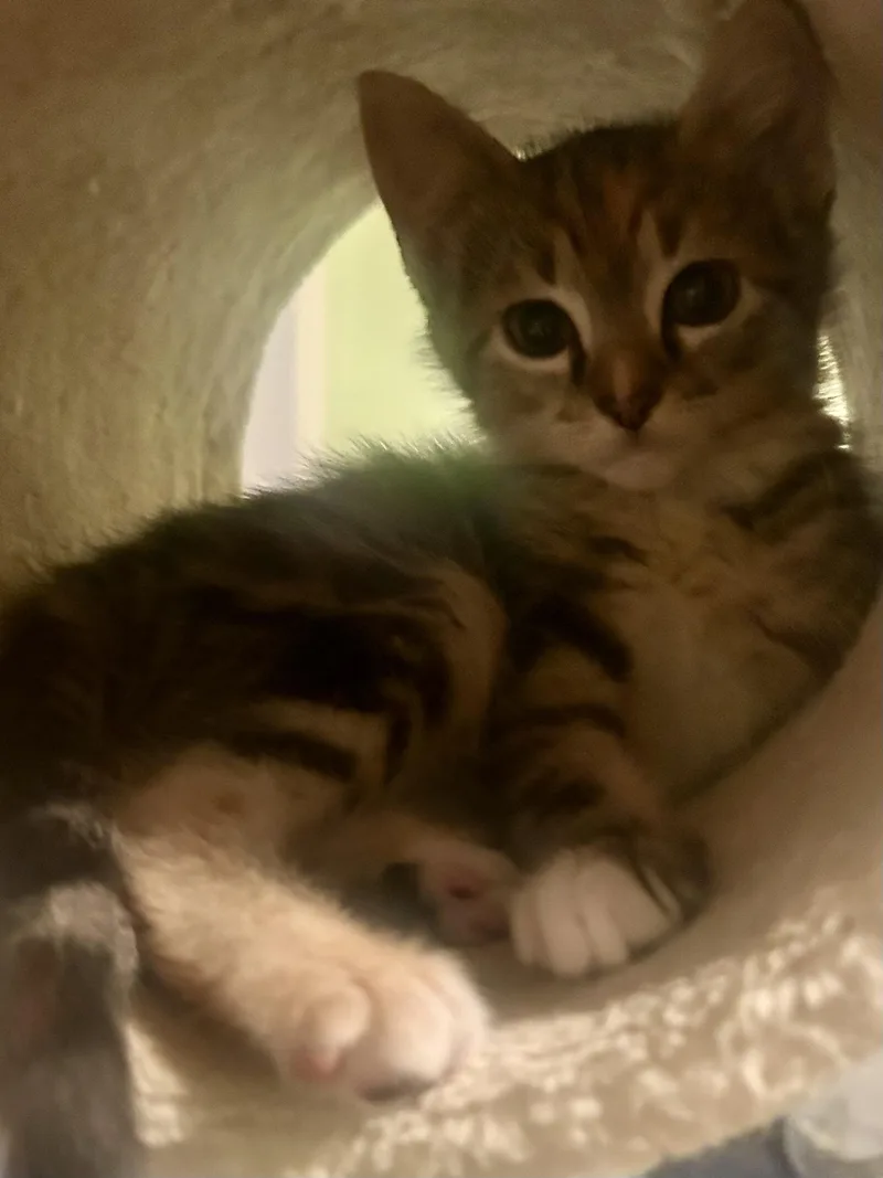 A baby small-sized female Tortoiseshell Domestic Short Hair cat named Noodle for adoption in Portland, OR