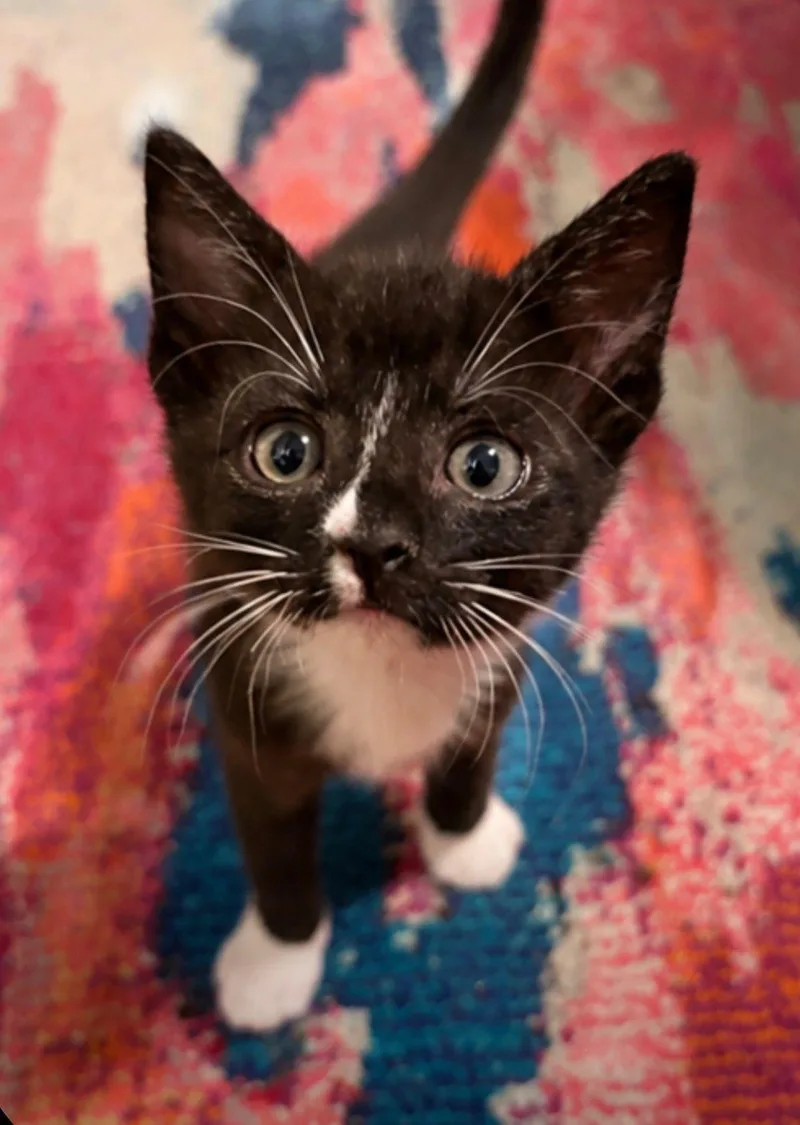 A baby medium-sized male Black & White / Tuxedo Domestic Short Hair cat named Fresco for adoption in Sunrise, FL