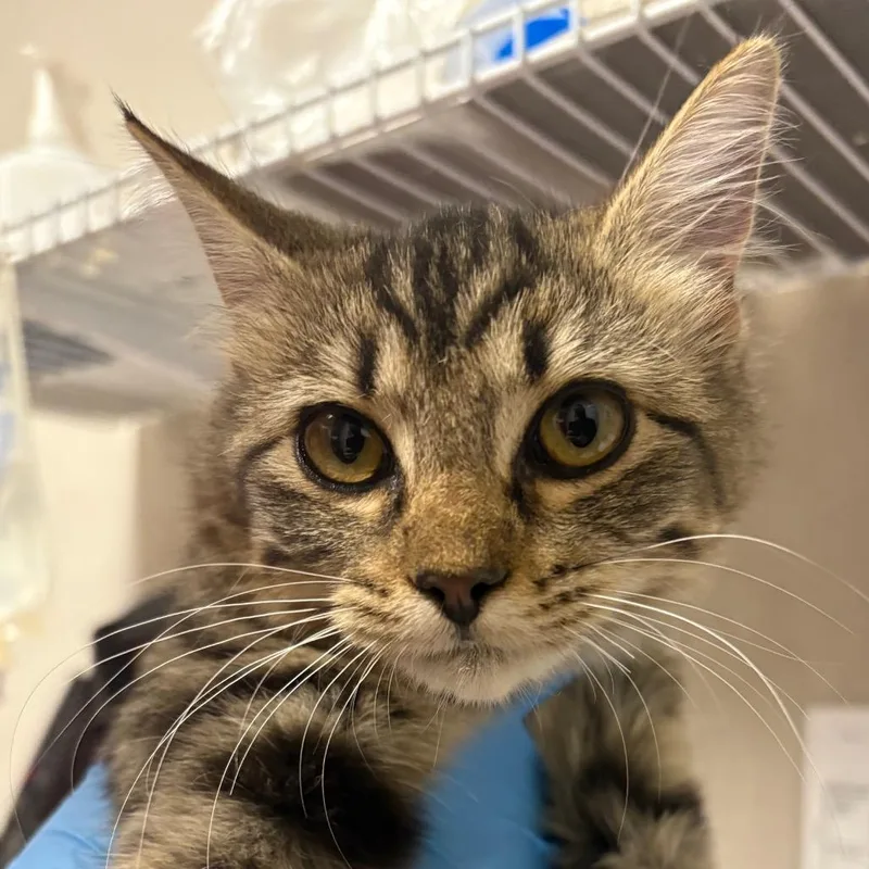A baby small-sized female Gray / Blue / Silver Domestic Short Hair cat named Nova for adoption in Yuma, AZ