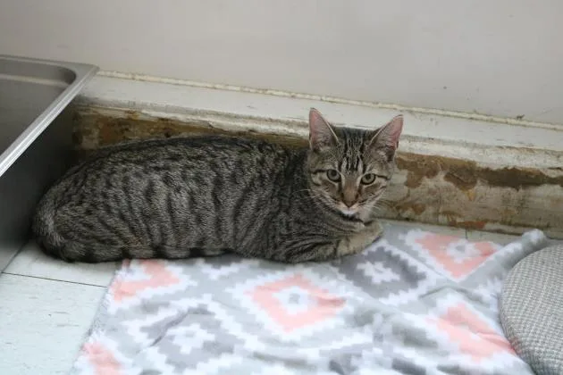 An adult small-sized female Domestic Short Hair cat named Betty for adoption in Covington, LA