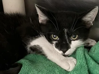 A young small-sized male Black Domestic Short Hair cat named Bruce Lee for adoption in North Myrtle Beach, SC