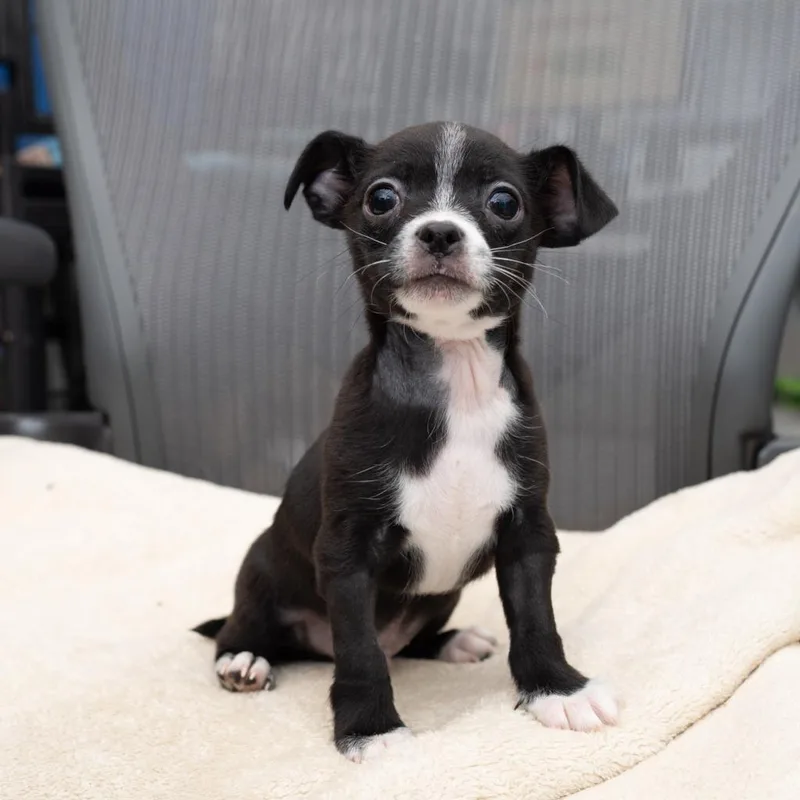 A baby small-sized male Chihuahua dog named Logan for adoption in Los Angeles, CA