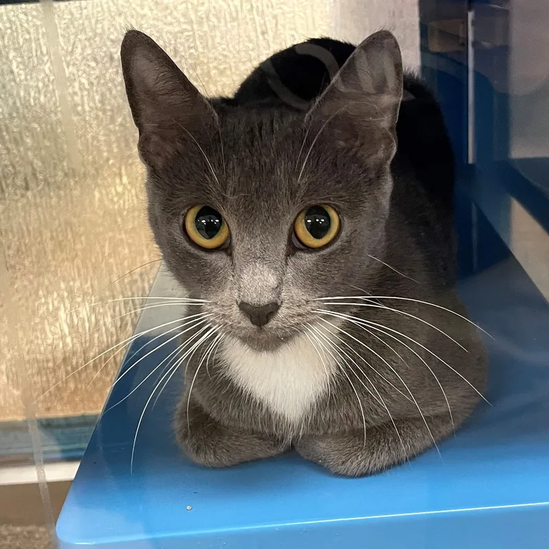 An adult medium-sized female Gray & White Tuxedo cat named Oasis A for adoption in Plano, TX