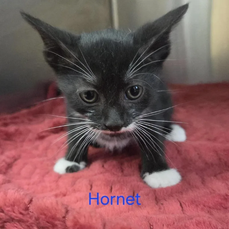 A baby small-sized male Black Domestic Short Hair cat named Hornet for adoption in Windsor, VA