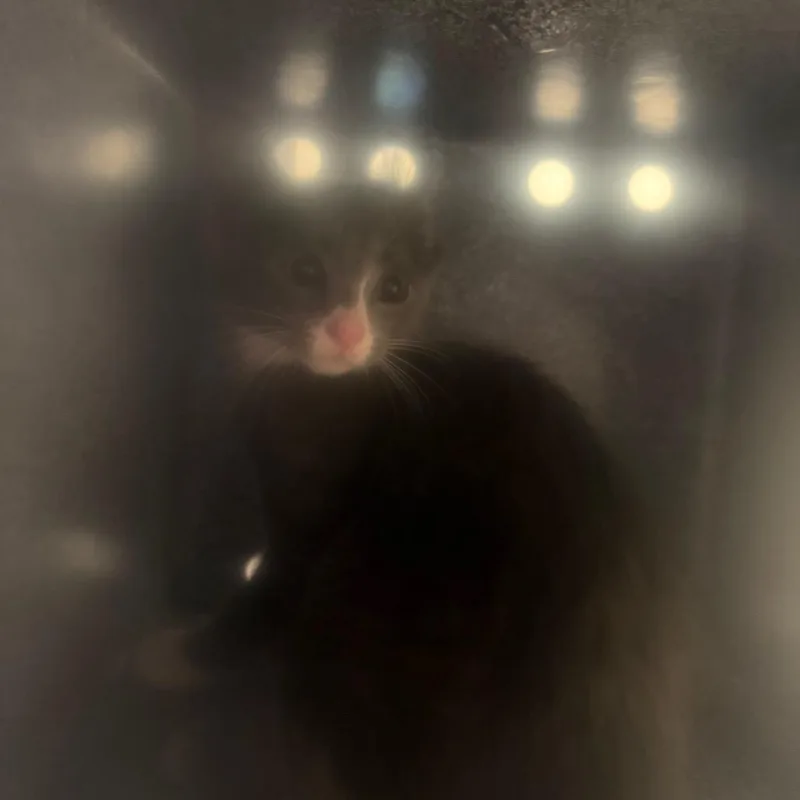 A baby small-sized male Gray / Blue / Silver Domestic Short Hair cat named Aussie Cheese Fries for adoption in Charlottesville, VA