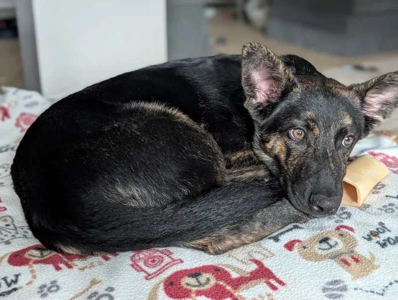 A baby medium-sized male Brindle German Shepherd Dog dog named Bear for adoption in Brookeville, MD