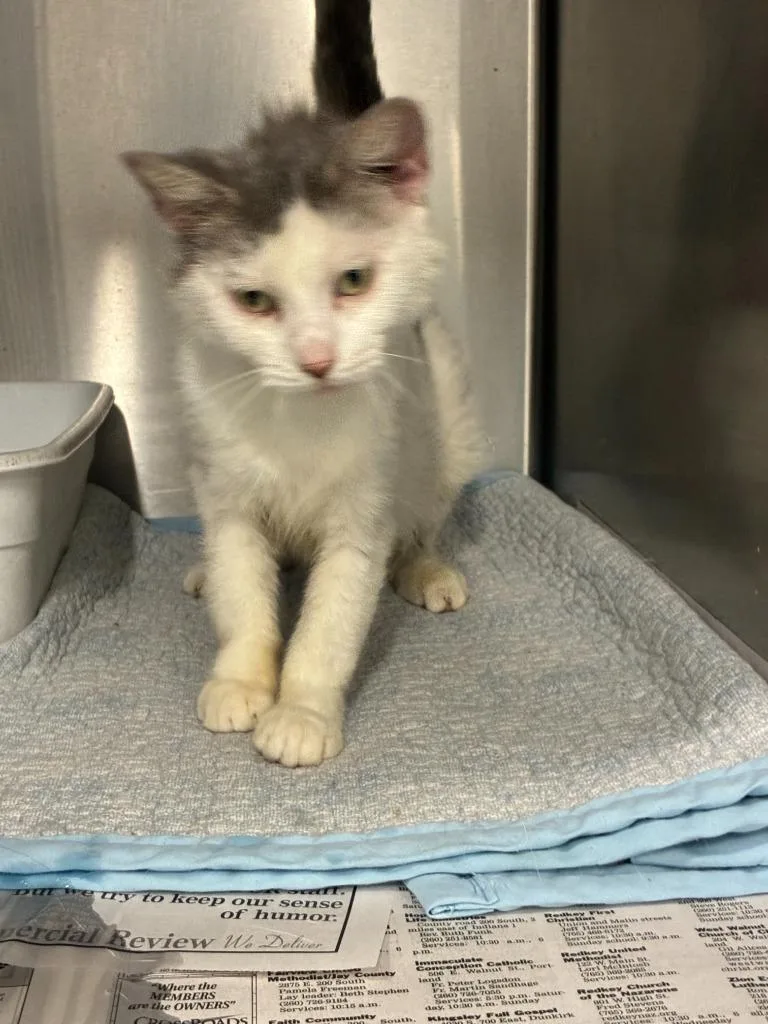 A young medium-sized female Domestic Short Hair cat named Mamma Clover for adoption in Portland, IN