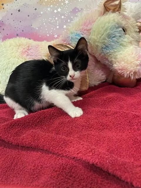 A baby small-sized female Domestic Medium Hair cat named A for adoption in Modesto, CA