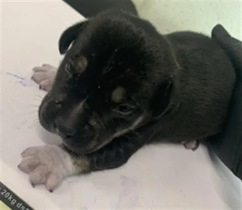 A baby small-sized male Pit Bull Terrier dog named Aster for adoption in Corpus Christi, TX