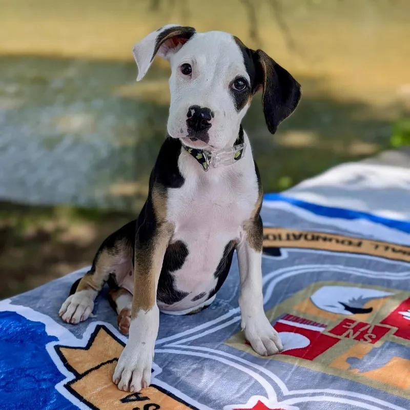 A baby small-sized male White / Cream Beagle dog named Rosco Pico for adoption in Tyrone, GA