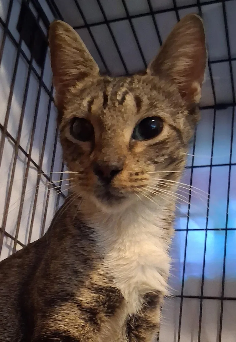 A young medium-sized female Domestic Short Hair cat named Zuzanna for adoption in Satellite Beach, FL