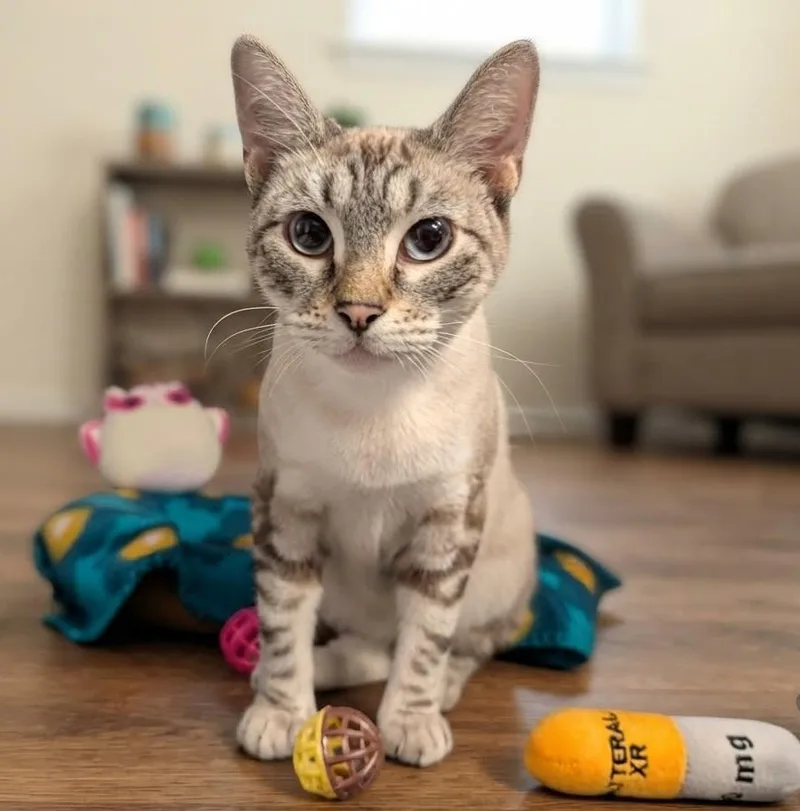 A young medium-sized female Siamese cat named Sheek for adoption in Magnolia, TX