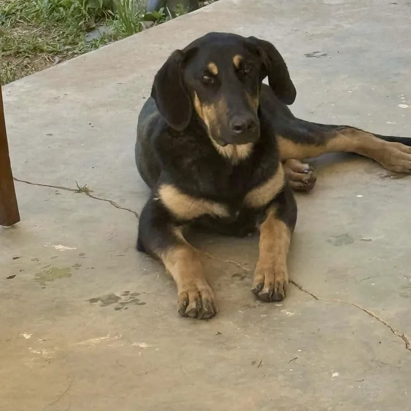 A young large-sized male Black Doberman Pinscher dog named Herman for adoption in Blairstown, NJ