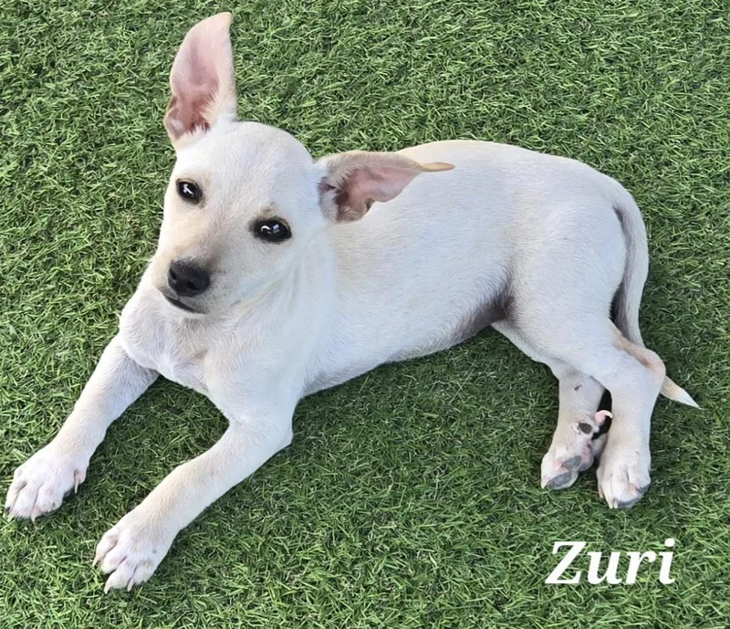 Zuri