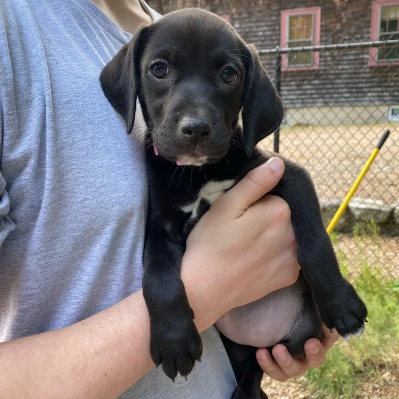 A baby medium-sized female Black Labrador Retriever dog named Misty Meadow for adoption in Sudbury, MA