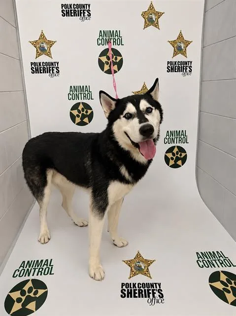 A young large-sized male Siberian Husky dog named Melvin for adoption in Winter Haven, FL