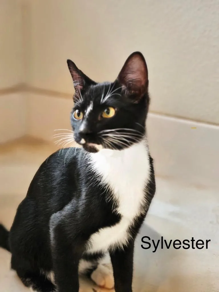 A baby medium-sized male Domestic Short Hair cat named Sylvester for adoption in Spring, TX