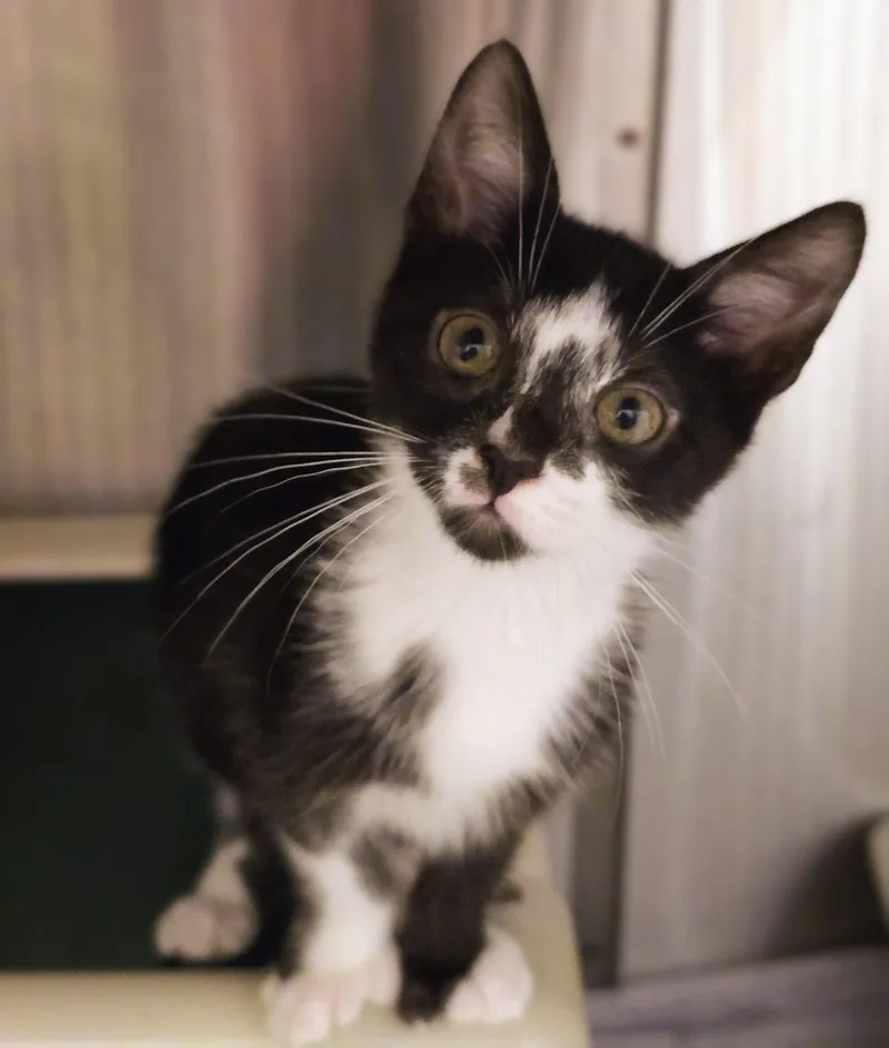 A baby medium-sized female Black Domestic Short Hair cat named Monica for adoption in Amityville, NY
