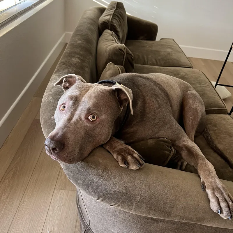 An adult large-sized male Brown / Chocolate Chocolate Labrador Retriever dog named Cashew for adoption in Encino, CA