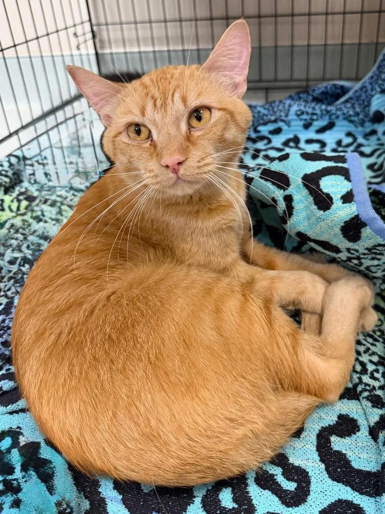 Apollo Cat