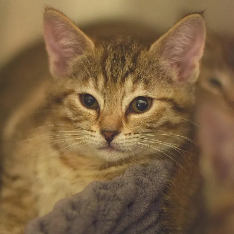 A baby small-sized female Brown / Chocolate Domestic Short Hair cat named Havana for adoption in Belleville, IL