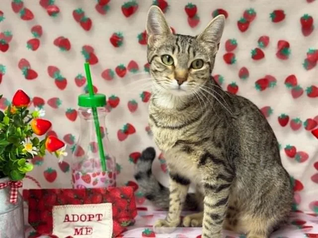 A young medium-sized female Domestic Short Hair cat named Beachball for adoption in Fairfield, CA