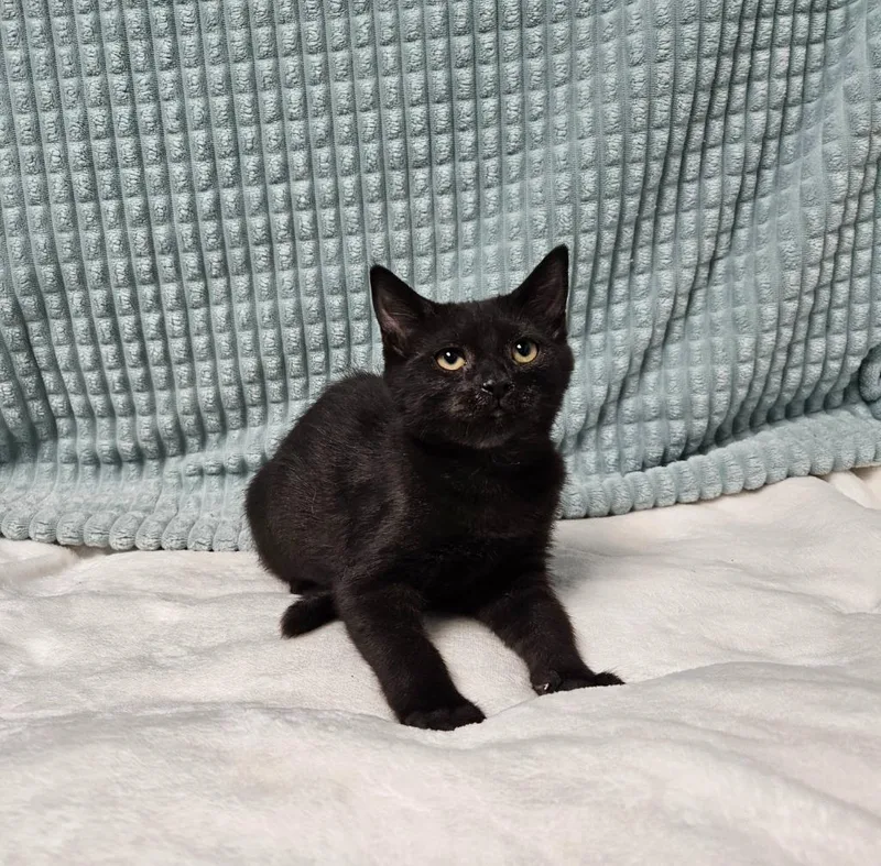 A baby medium-sized female Domestic Short Hair cat named Pepper for adoption in Huntington, IN