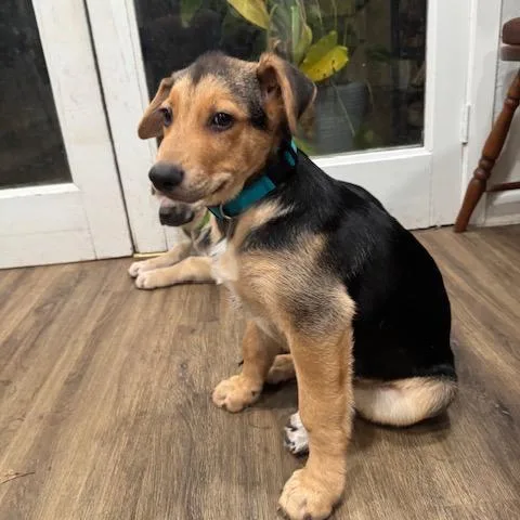 A baby medium-sized male Yellow / Tan / Blond / Fawn German Shepherd Dog dog named Reese for adoption in Houston, TX
