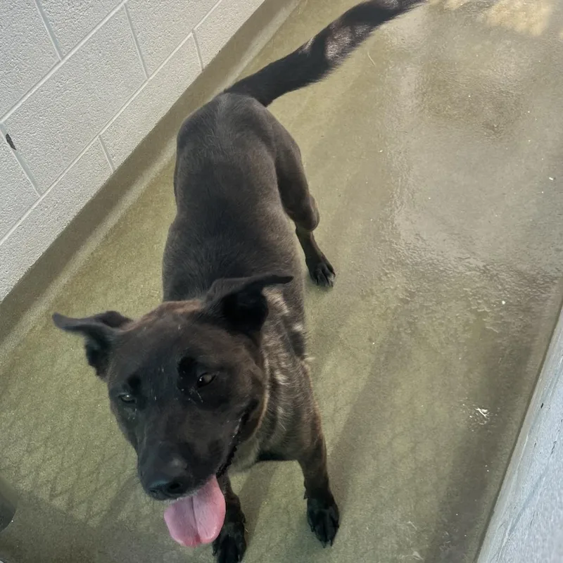 An adult medium-sized female Brown / Chocolate Cattle Dog dog named 71569 for adoption in Harrisonburg, VA