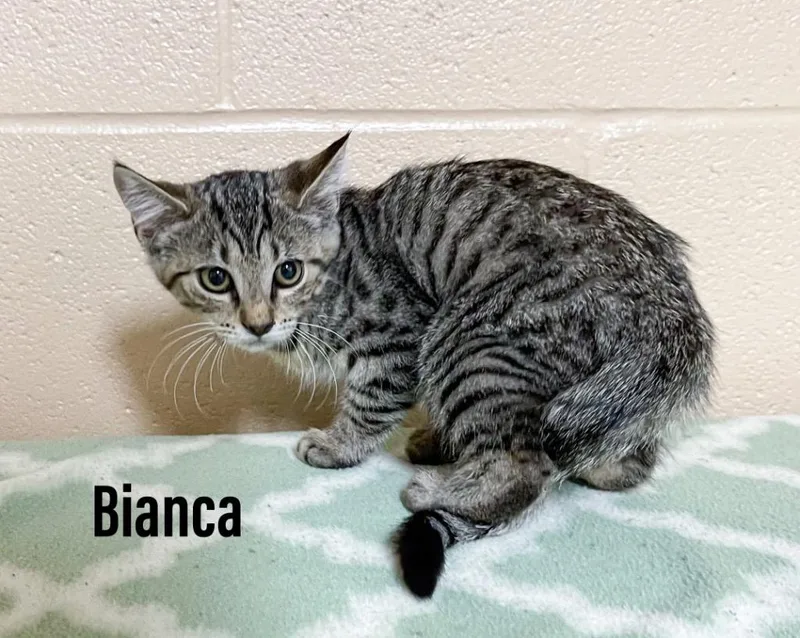 A baby small-sized female Domestic Short Hair cat named Bianca for adoption in Clearfield, KY