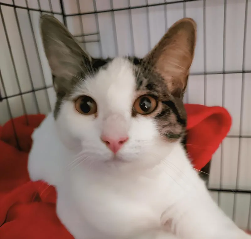 An adult medium-sized female White Domestic Short Hair cat named Dharma for adoption in Adrian, MI