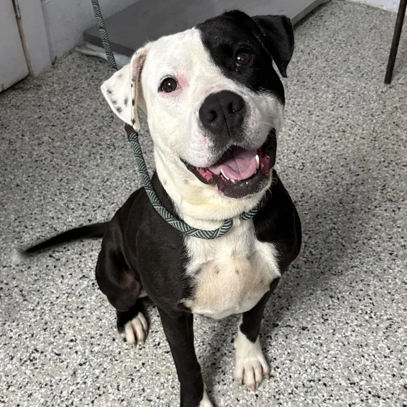 An adult large-sized male Black American Bulldog dog named Chessboard for adoption in Hattiesburg, MS