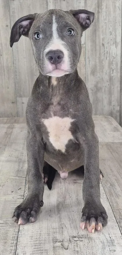 An adult small-sized male Terrier dog named Trent for adoption in Shreveport, LA