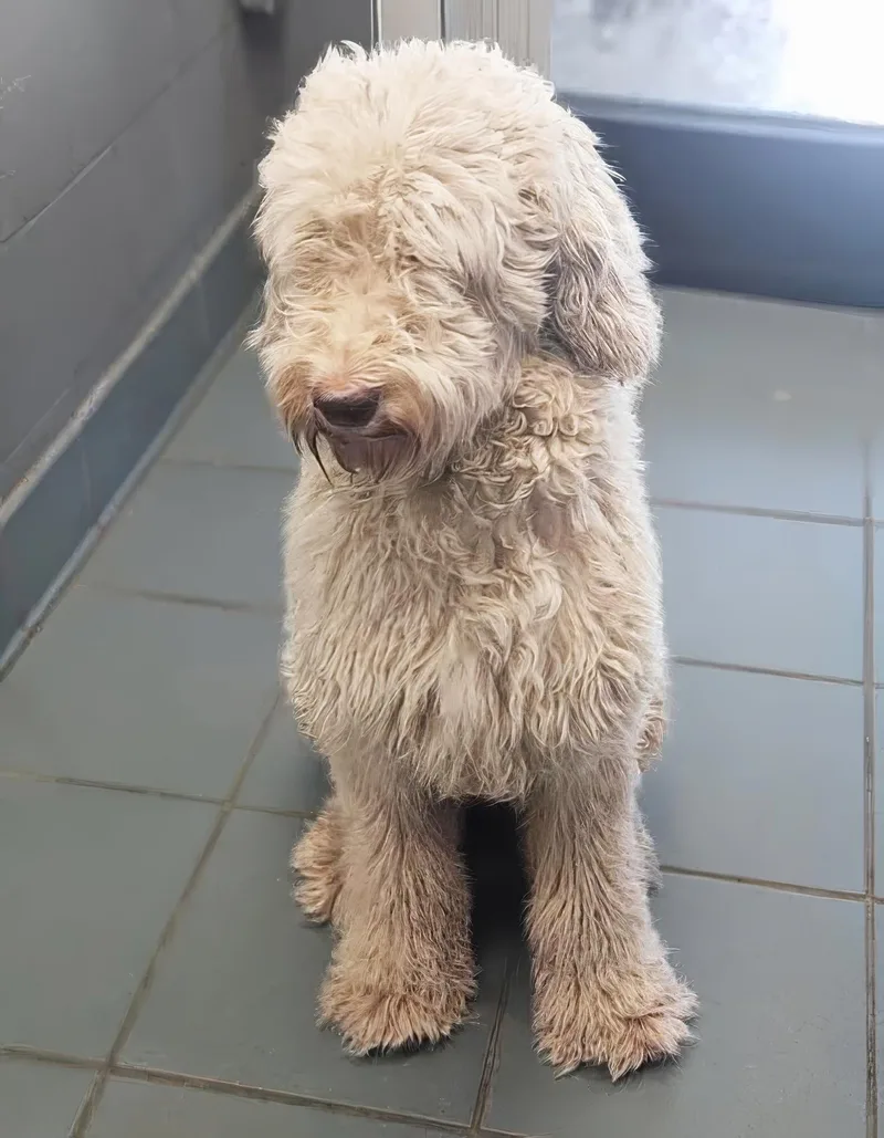 An adult medium-sized female Mixed Breed dog named Egg Roll for adoption in Nashville, TN
