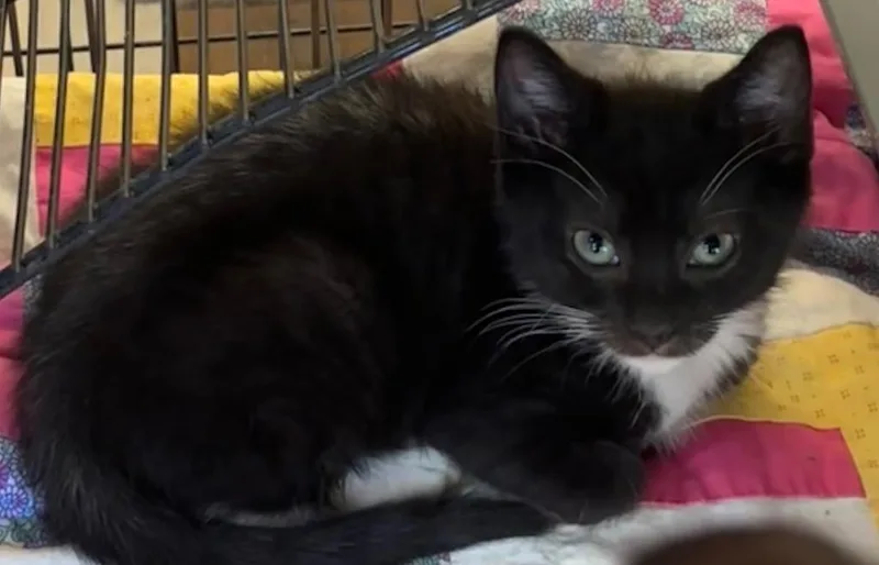 Sox thumbnail 3