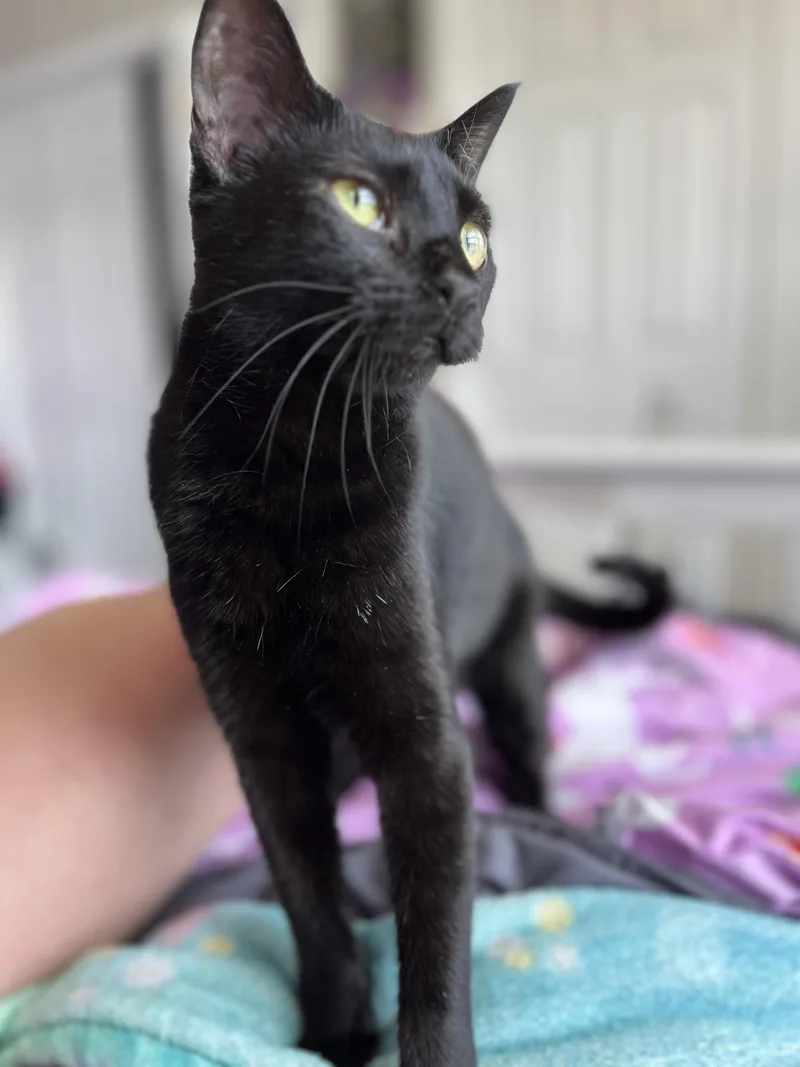 Landmine thumbnail 2