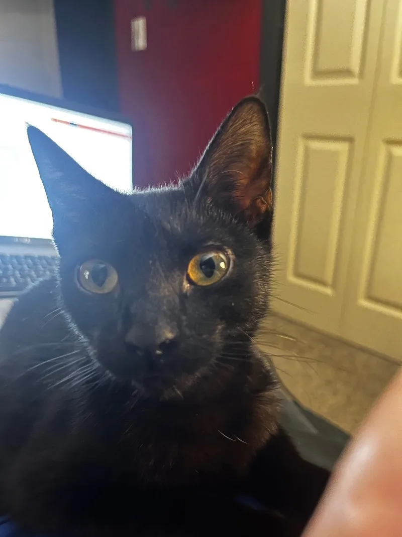 Landmine thumbnail 3