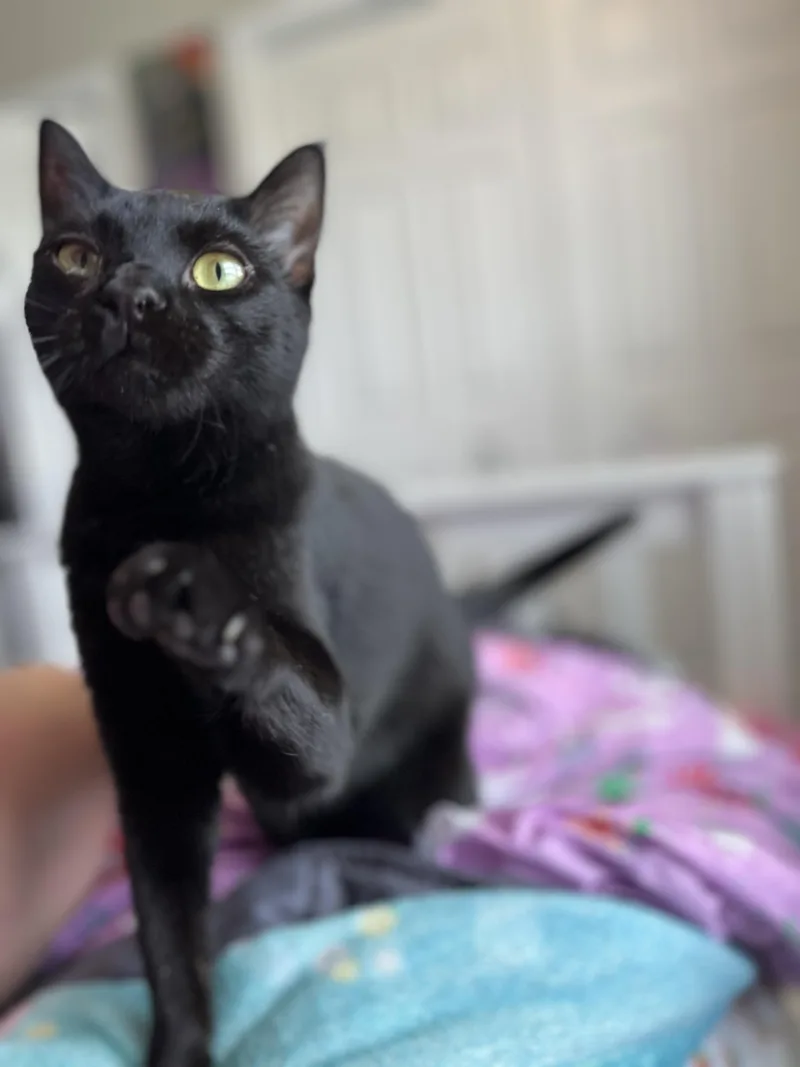 Landmine thumbnail 4