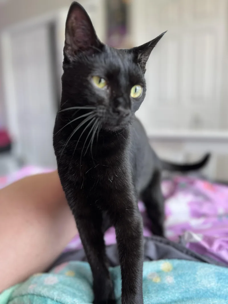 Landmine thumbnail 5