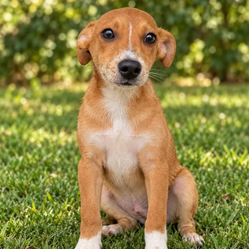 A baby small-sized male Mixed Breed dog named Pegasus for adoption in Cranston, RI
