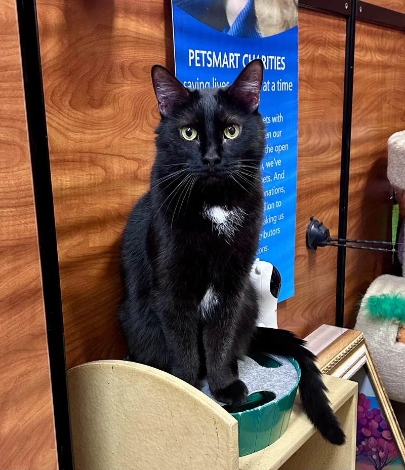 An adult large-sized male Black Domestic Short Hair cat named Colin for adoption in Huntley, IL