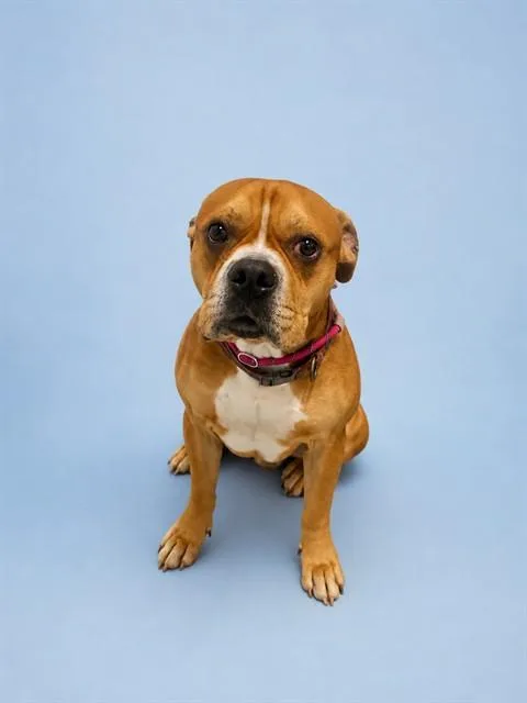 An adult large-sized male Boxer dog named Lincoln for adoption in Westminster, MD