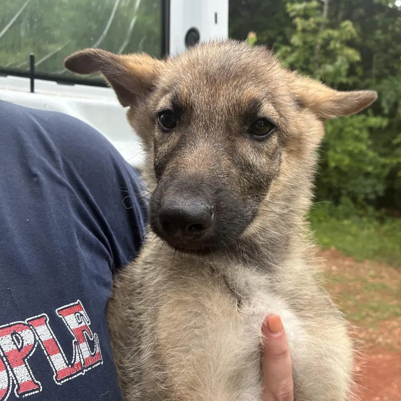 A baby large-sized male White / Cream German Shepherd Dog dog named Rain for adoption in Griffin, GA